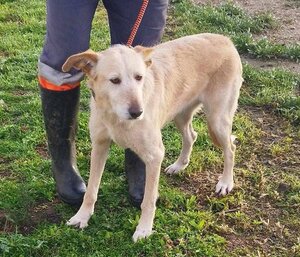 Adopter Bimba