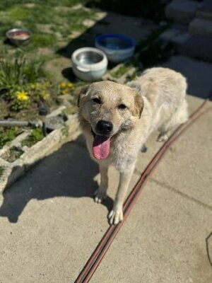 Adopter Birdie