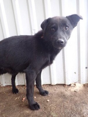 Adopter Blacky