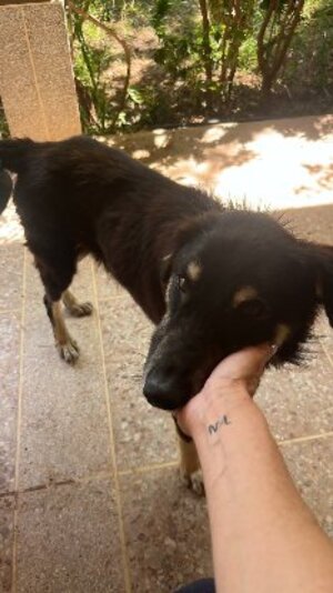 Adopter Blacky