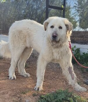 Adopter Blanca