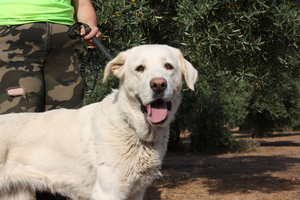 Adopter Blanca