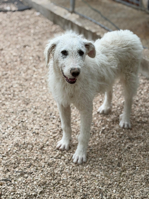 Adopter Blanca