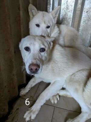 Adopter Blanche neige