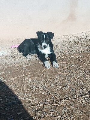 Adopter Blawi
