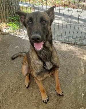 Adopter Bledine