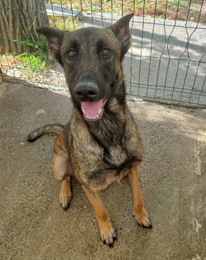 Adopter Bledine