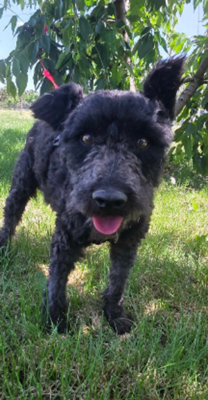 Adopter Blix