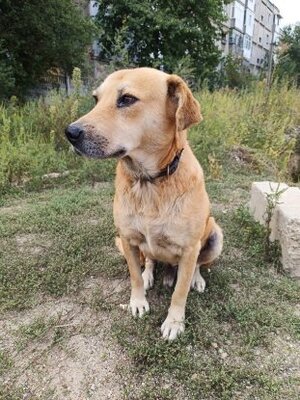 Adopter Blondu