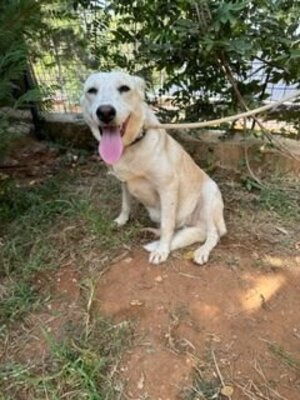 Adopter Bloom