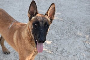 Adopter Blu
