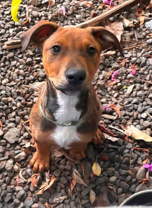 Adopter Blue