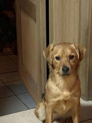 Adopter Bluette