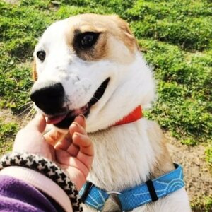 Adopter Blunote