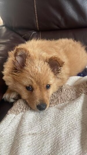 Adopter Bobby