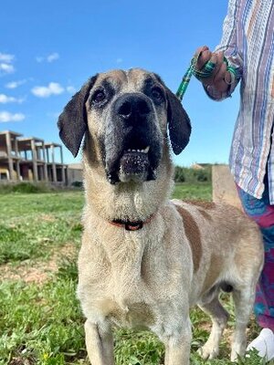 Adopter Bobichi