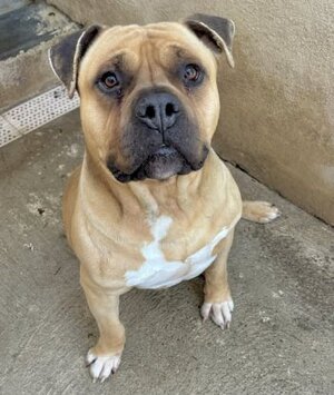 Adopter Bobino