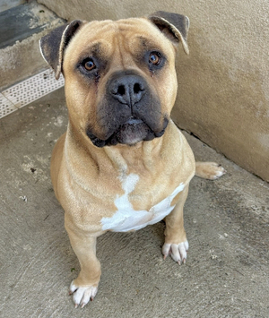 Adopter Bobino