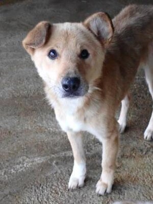 Adopter Boby