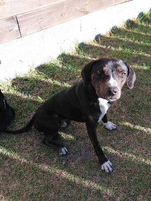 Adopter Bonanga