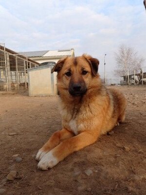 Adopter Bonifacio