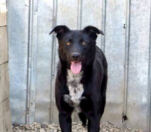 Adopter Bonnie