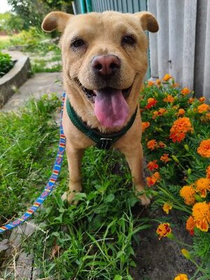 Adopter Bonnie