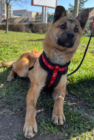Adopter Boon