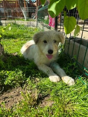 Adopter Boris