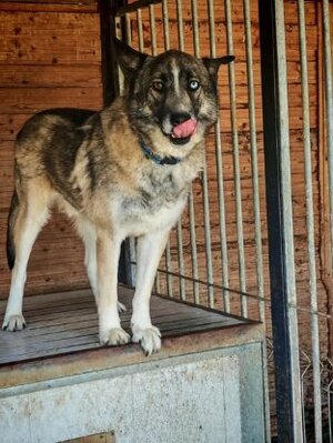 Adopter Bossi