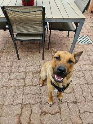 Adopter Bowie