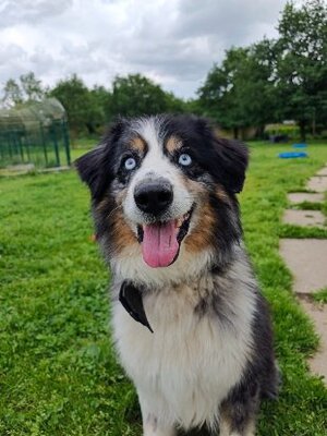 Adopter Boy