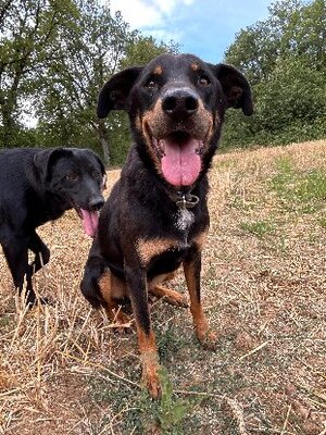 Adopter Break