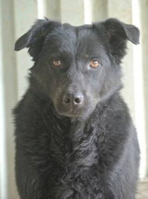 Adopter Brianna