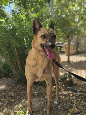 Adopter Brida