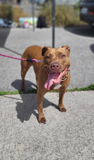 Adopter Brooklyn