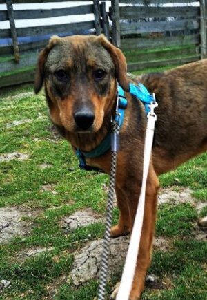 Adopter Broonize