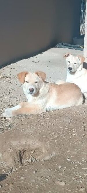 Adopter Brown