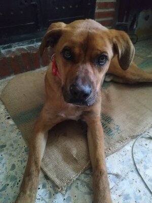 Adopter Brownie