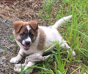 Adopter Brownie