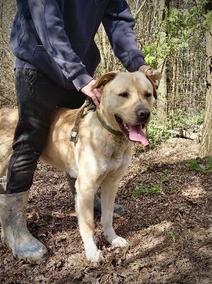 Adopter Bruce