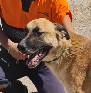 Adopter Bruno