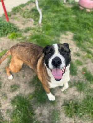 Adopter Brutus