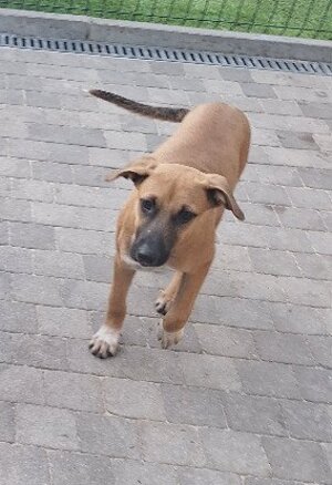 Adopter Bubba