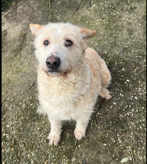 Adopter Bubulina