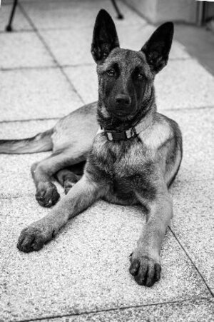 Adopter Bucky
