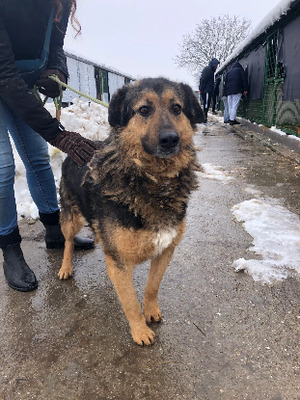 Adopter Bucky