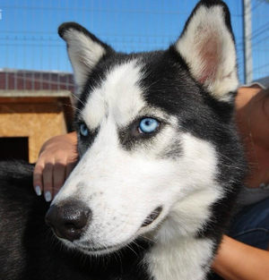 Adopter Buddy