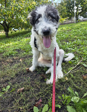 Adopter Bundi