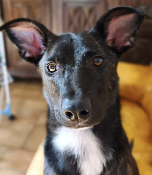 Adopter Buzz
